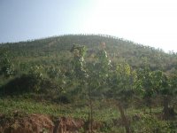 Young Para Rubber Trees, Muang Sing, Luang Namtha Province (Jan. 2008, Mr. Shinichi Kawae)