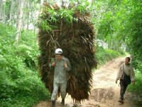 Carrying Thatch, Luang Namtha District, Luang Namtha Province (Jun. 2008, Mr. Shinichi Kawae)