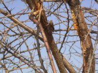 セミの一種(Platypleura liadiana)で、現地語（オヴァンボ語）でエンブルニェニェとよばれます。木にとまっているものを手づかみで捕まえますが、大量にとるのは難しいようです。羽をむしり、焚き火などで焼いて食べます。撮影：藤岡悠一郎, 2004年9月