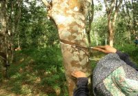 Rubber Tapping, Luang Namtha District, Luang Namtha Province (Jun. 2008, Mr. Shinichi Kawae)