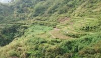 Abandoned rice terraces located at the lower part of the village. Most villagers now engage in the more lucrative vegetable production on lands closer to the road on the upper part of the village.
Report
Date Taken: June 29, 2011
Place: Tinoc, Ifugao, Philippines
Taken by: Adrian Albano