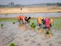 Munda women working in the paddy field
Report(Date taken: / Place: / Taken by )