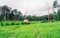 Resarcher in the Field
Report
(Date taken:2008 / Place:O' Chum District, Rattanakiri / Taken by Thol Dina)