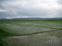 Paddy Fields, Luang Namtha District, Luang Namtha Province (Jul. 2008, Mr. Shinichi Kawae)