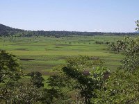 季節湿地に広がる農地
大部分が農地化されている。

Report
■Date taken: 2nd Jan 2009 
■Place: Shiwinga village Mbozi district Mbeya region Tanzania
■Taken by Kana Yamamoto