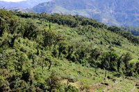 Forest clearing is now mostly for vegetable production but, as this picture shows, it is also as a means for individuals to establish their claims on the land.
Report
Date Taken: June 29, 2011
Place: Tinoc, Ifugao, Philippines
Taken by: Adrian Albano