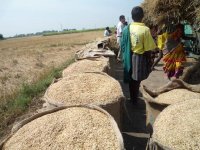 Harvested paddy grains ready for marketing in the field itself(Date taken: / Place: / Taken by Mr.D.Periyar, TNAU)