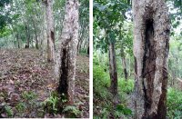 Longitudinal cankers of rubberwood found in different parts of rubber plantation in Marang Kayu, East Kalimantan, Indonesia.
 Report