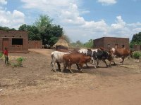 Herding cattle in a Nsenga-speaking village

Report
Date Taken: November 22nd 2010
Place: Msoro area, Mambwe District of Zambia
Taken by:Sande Ngalande