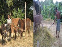 Farmers trampled paddy by bullock
Report(Date taken: / Place: / Taken by )