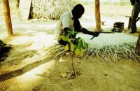 セネガルではしばしば辺鄙な田舎で巨大なバオバブ群をみかけることがある。これは、人が住んだ大昔の村の名残であり、「遺跡」といってもいいだろう。食用や繊維として断然有用なこの木は、居住地によく植えられる。写真は、ギニアとセネガルの国境域に居住するバサリの人。乾季にタンバクンダの田舎町へ季節労働に出てきている。作業場には、のちの「遺跡」となるバオバブのこどもが「しつけ」られている。彼は「来年もここに来る」といっていた。こどもは大きくなっただろうか。
撮影：平井將公, 2001年10月