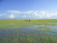 ナミビア北中部には季節河川が網の目状に分布しています。雨期にはアンゴラから洪水が押し寄せ、写真のような水浸しの光景が広がります。洪水とともに魚がやってくるので、子供達は授業が終わった後などにしばしば魚獲りにでかけます。
撮影：藤岡悠一郎, 2006年3月