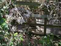 ナイロビ国立公園で捕獲したヒョウ
Report(Date taken: / Place: / Taken by )