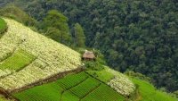 Land use contrast. The vegetable gardens (planted with Chinese cabbage and carrot) were once covered by forests like those in the background.
Report
Date Taken: June 29, 2011
Place: Tinoc, Ifugao, Philippines
Taken by: Adrian Albano