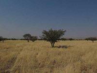 写真2　ナミビア北西部パルムワグ付近の植生景観
モパネ分布域では最も乾燥している地域。モパネが小規模な凹地に点在する。
Report
Date Taken: 
Place: 
Taken by: 