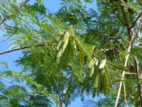 ギンネム (Leucaena leucocephala)Report(Date taken:  / Place:  / Taken by )