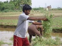 Application of Green leaf manure – An Natural resource management practice in the project site(Date taken: / Place: / Taken by Mr.Ramachandran, graduate student of TNAU)
