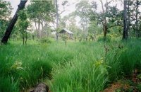 The sifting cultyvation
  Report
(Date taken: 2005 / Place: Kampong thom/ Taken by KIM Soben)