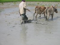 Farmer leveling the paddy plot by the leveler
Report(Date taken: / Place: / Taken by )