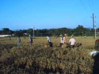 University Farm of Yezin Agricultural University
(Date taken: July 2008 / Place: / Taken by Rector's Office, Yezin Agricultural University)