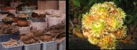 Traditional medicine plants
  Report
(Date taken: Dec 9,2008 / Place:Phnom penh city(Left), Kam pot(Right) / Taken by KIM Soben)