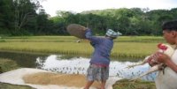 Division of labor in Rice-field (January 2006: Gender and Natural Resources Conservation in Lembang Turunan, Sangalla Tana)(Date taken:Jan,2005 / Place:Toraja Rice Field)