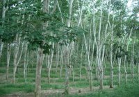 Para Rubber Trees, Luang Namtha District, Luang Namtha Province (Jun. 2008, Mr. Shinichi Kawae)