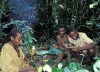 カメルーンに暮らす狩猟採集民バカ・ピグミーは、森にヤマノイモ掘りに出かけます。採れたてのヤマノイモを焚火で焼けば、思わず笑顔がこぼれおちます。
撮影：服部志帆, 2004年