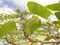 これはヤママユガの一種(Gynanisa maja)の幼虫で、現地語（オヴァンボ語）でエグングとよばれています。モパネの木に発生するため、通称モパネワームと呼ばれます。写真のとおり丸々と太っていて、食べ応えがあります。雨季に局地的に大発生します。その場所に行くと大量のイモムシを採集することができます。撮影：藤岡悠一郎, 2005年3月