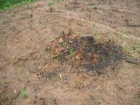 Upland Rice Just After Planting, Luang Namtha District, Luang Namtha Province (Jun. 2008, Mr. Shinichi Kawae)