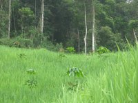 Intercropping of Upland Rice among Para Rubber Trees, Luang Namtha District, Luang Namtha Province (Aug. 2008, Mr. Shinichi Kawae)