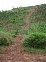 Landslide in Para Rubber Plantation, Luang Namtha District, Luang Namtha Province (Sep. 2008, Mr. Shinichi Kawae)