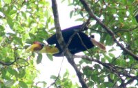 サイチョウの仲間Wrinkled hornbill．大木の樹洞を営巣地として必要とする。
アカシア林は6年ごとに皆伐される。
Report(Date taken:  / Place:  / Taken by )
