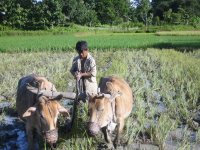 Tilting the paddy plot by using plough
Report(Date taken: / Place: / Taken by )