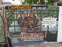 サンクチュアリが中心となった教育活動の一環として、チンパンジーの狩猟と捕獲の違法性であることを知らせるサインボード
Report(Date taken:  / Place:  / Taken by )