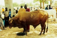 セレールは西アフリカサバンナ帯の農耕民としては珍しく、ウシを自ら保有・管理してきた人びとである。かつては大規模な牛群を保持していたが、労働力の流出や天候不順によって近年では舎飼にとってかわった。写真のウシ（Bos taurus）は松坂牛など相手にならないほど立派だ。 ウシへの多大な愛着は昔と変わらないのだ。
撮影：平井將公, 2002年3月