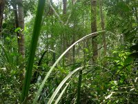 Natural Peat Swamp Forest

Report
■Date taken: 
■Place: 
■Taken by 