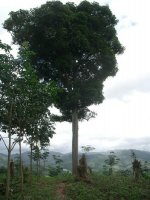 Meeting Point –Under the Mango Tree, Luang Namtha District, Luang Namtha Province (Aug. 2008, Mr. Shinichi Kawae)
