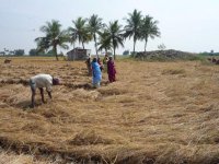 Manual harvesting being carried out in the tank command area
(Date taken: / Place: / Taken by Mr.D.Periyar, TNAU)