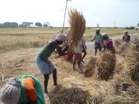 Manual harvesting of Paddy in Field station area – Ponnampatti village(Date taken:Jan 25，2009 / Place: / Taken by Mr. Periyar Ramasamy, Senior Research Fellow)