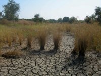 多雨のために苗が流され低収量となった水田Report(Date taken:  / Place:  / Taken by )