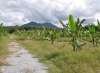 One of the surveyed agricultural areas in Tanah Merah, Kelantan.

Report
Date Taken: November 2, 2010
Place: Kelantan, Malaysia
Taken by: Hakimi