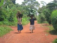 ウガンダ中部のマビラ森林保護区周辺農村にて。この地区では、決められた曜日に決められた樹種の伐採と落枝の拾集すること以外は、住民組織によって禁じられている。撮影当日は指定曜日。薪木と頭の間のクッションにされているのは芋の葉っぱか。撮影： 白石壮一郎, 2007年