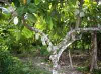 A cacao tree. (November 2008: Management Strategy of Cacao Production in South Sulawesi Province)(Date taken:Nov,2008 / Place:Palopo City)