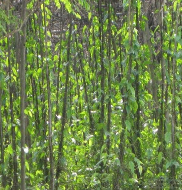 Field Station of Myanmar
